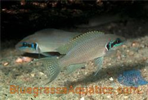 Neolamprologus brichardi regular Neolamprologus brichardi regular