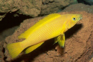 Neolamprologus Leleupi, Lemon Cichlid 1.25-2.0 inch Neolamprologus Leleupi, Lemon Cichlid 1.25-2.0 inch