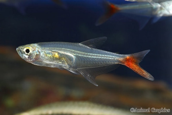 bloodfin tetra