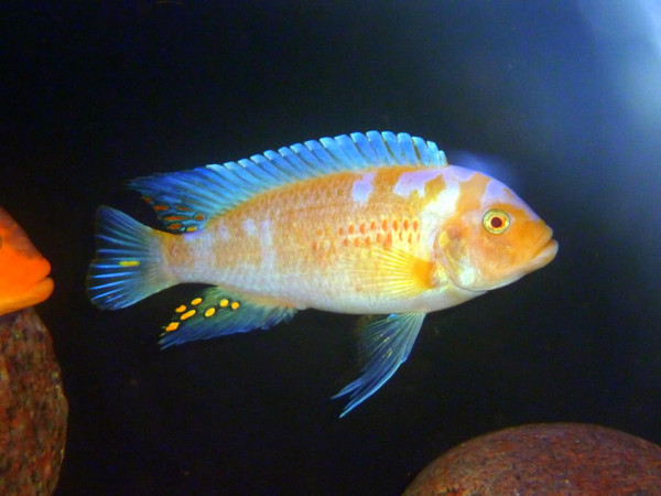 red zebra cichlid profile