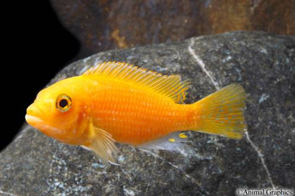 red zebra cichlid eyes