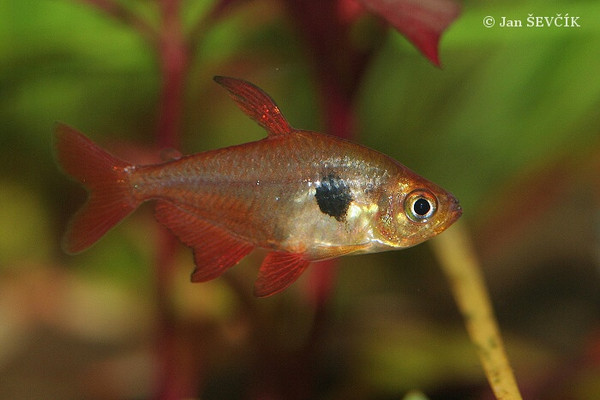 red phantom tetra