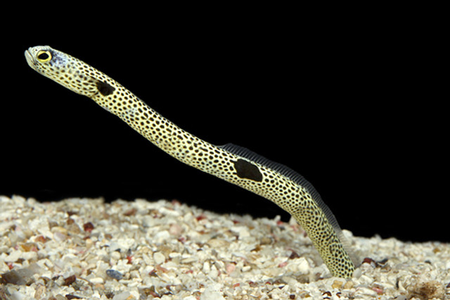 GARDEN EEL small - Bluegrassaquatics.com