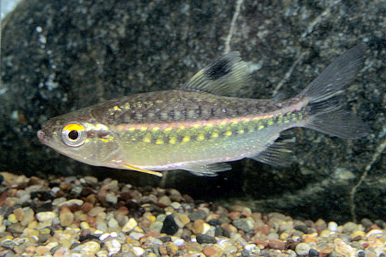 RED EYE ARNOLDICHTHYS TETRA  medium