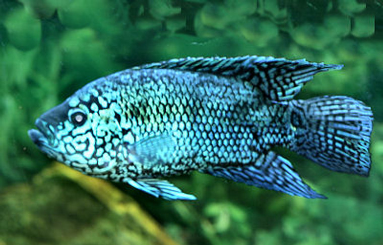  ELECTRIC BLUE JACK DEMPSEY select