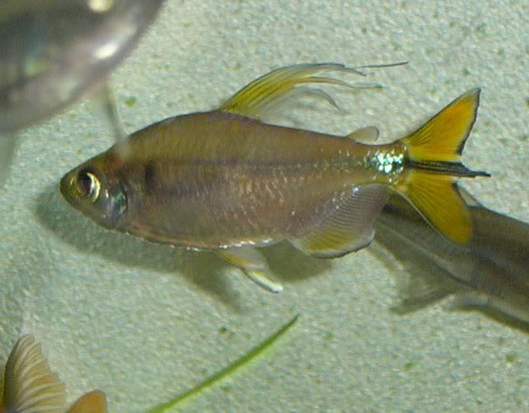 YELLOW CONGO TETRA small