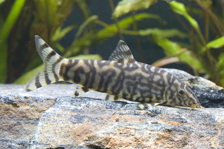 BOTIA LOHACHATA LOACH medium "Florida Bred"