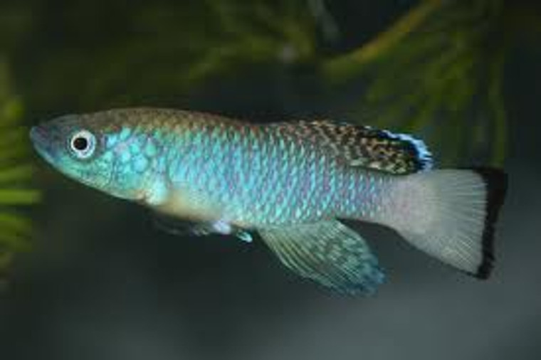 Nothobranchius guentheri blue male