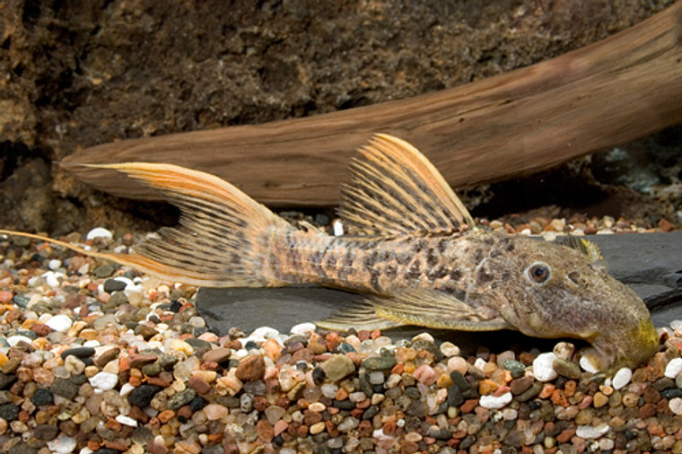 L273 - TITANIC PLECO medium