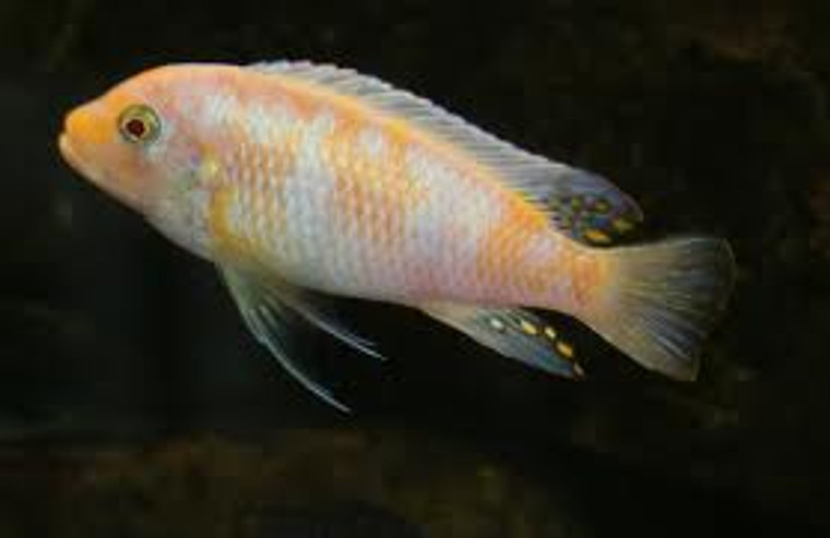 Metriaclima Estherae (Albino OB)  medium