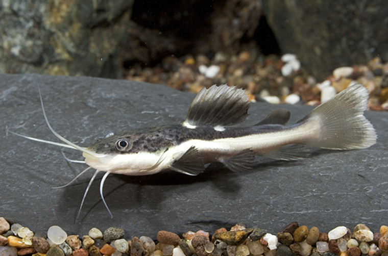 REDTAIL CATFISH  (Phractocephalus hemiliopterus) regular