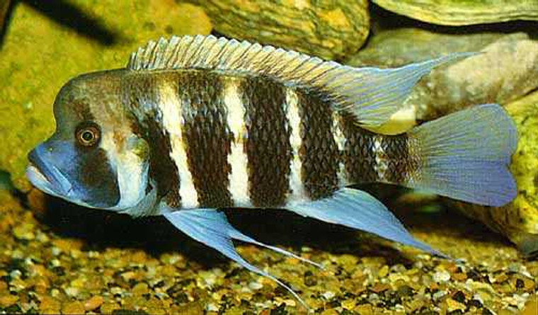 Cyphotilapia frontosa (Kavala)  regular