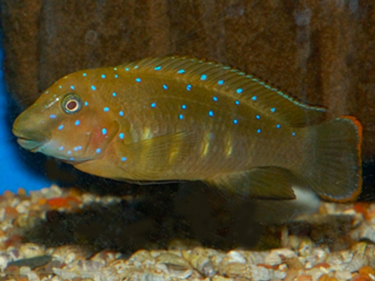 Eretmodus cyanostictus Zambian Blue Spot  small