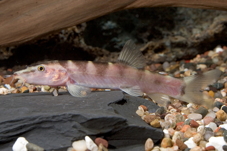 LOACH BOTIA GOLDEN ZEBRA REGULAR