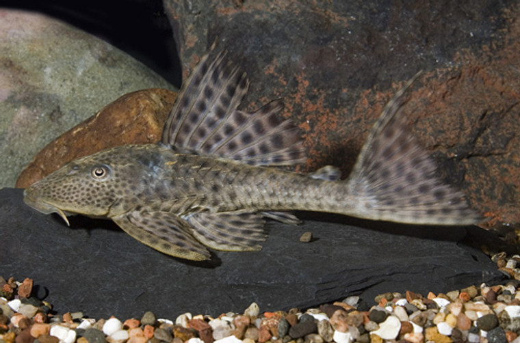 PLECO L109 - HYPOSTOMUS medium