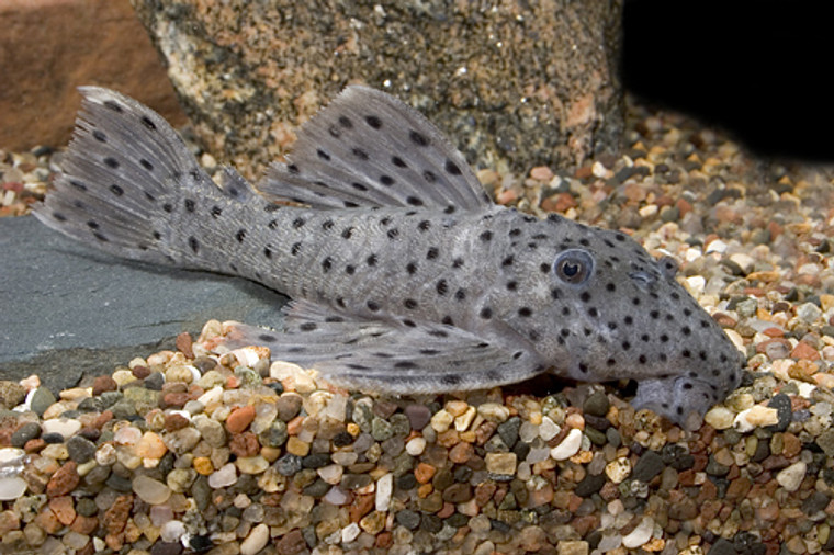 PLECO-L264 SULTAN regular