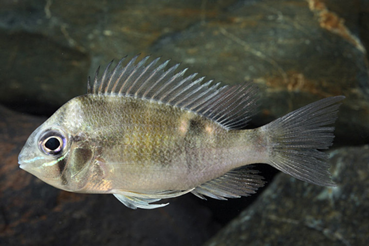 CICHLID CUPIDO  - medium 2.5 - 3 inches