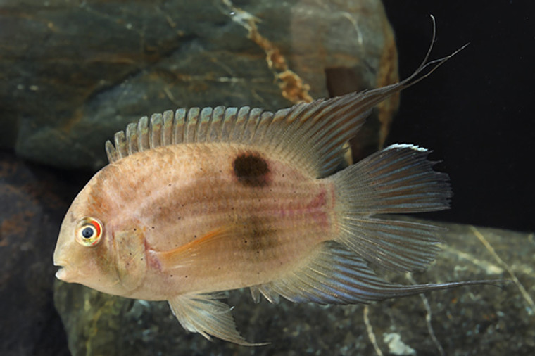 CICHLID KEYHOLE MEDIUM