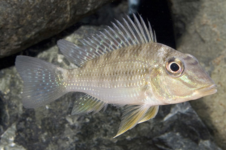 CICHLID JURUPARI SMALL