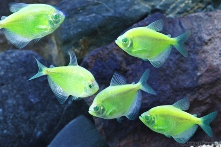 GLOFISH ELECTRIC GREEN TETRA (T M)