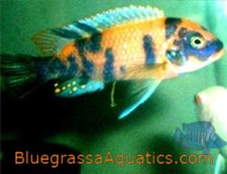 Pseudotropheus red zebra OB 1.25-2.25 inch