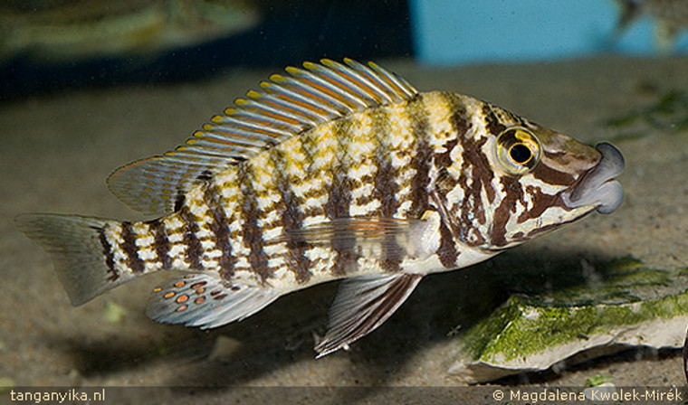 Lobochilotes labiatus -regular