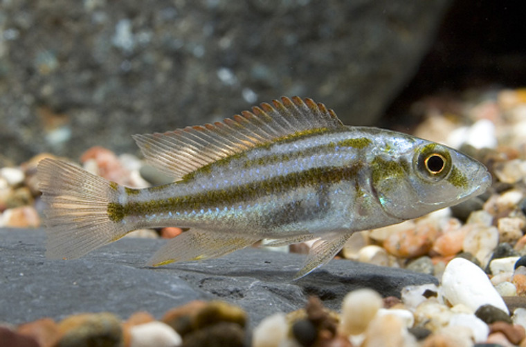 COMPRESSICEPS CICHLID - regular 1.5 -2.25  inches