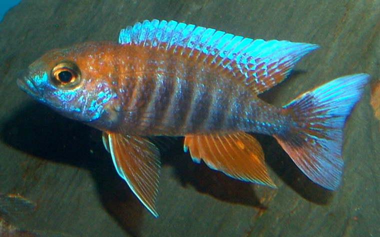 Aulonocara jacobfreibergi small