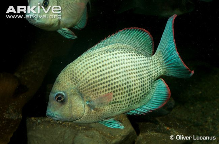 Paretroplus menarambo- small (Critically  Endangered Species)