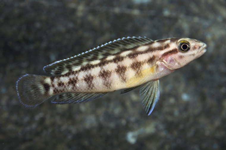 Julidochromis marlieri regular