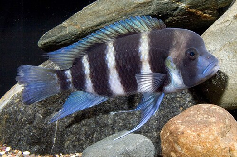 Cyphotilapia frontosa  large