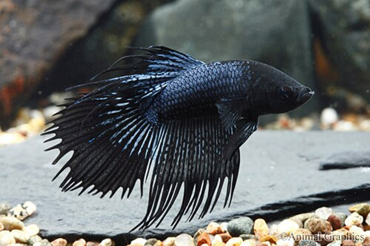 Black Orchid Crowntail Betta (Show Male)