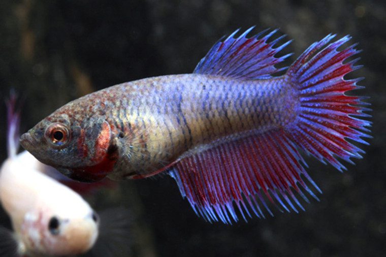 CROWNTAIL FEMALE BETTA regular