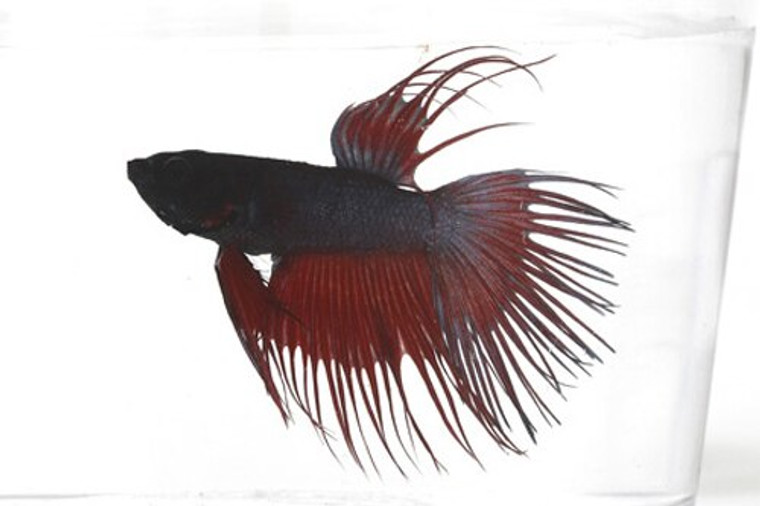 CROWNTAIL MALE BETTA - W/8 OZ CUP