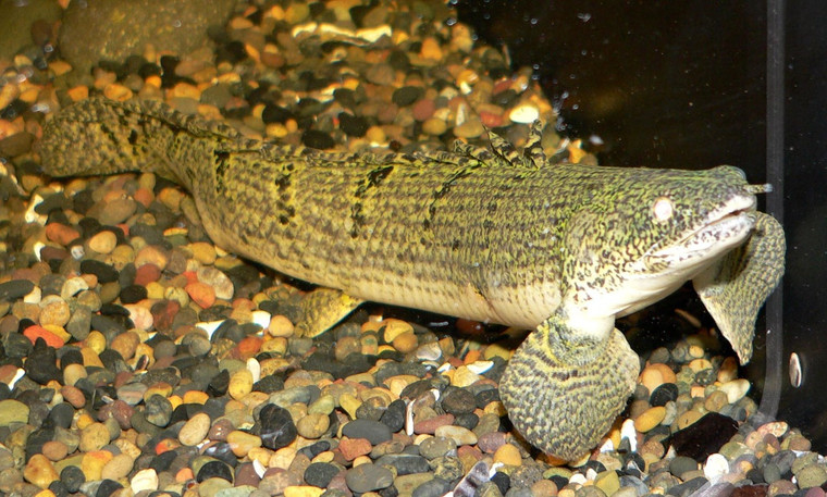 Polypterus weeksii -  medium size