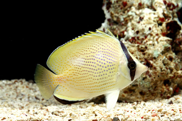 Citron Butterflyfish - medium 3-4 inches