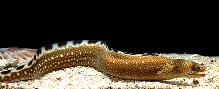 BLACK EDGE MORAY EEL - small