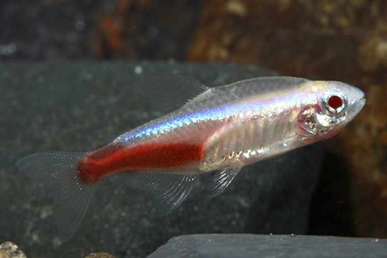 Albino Neon Tetra - Large size