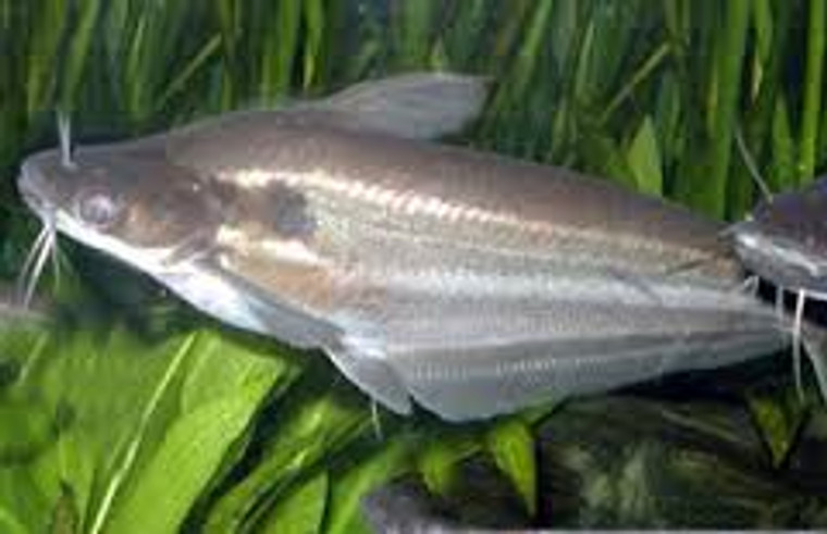 Schilbe mystus catfish- regualr size