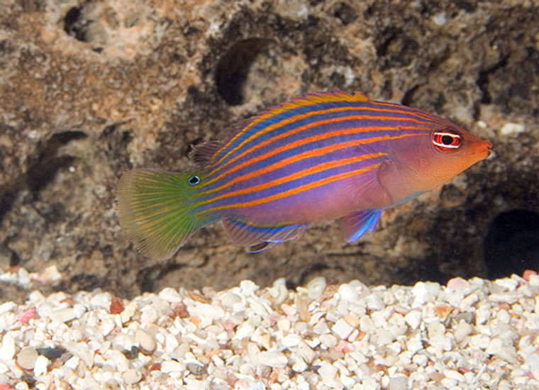 SIX LINE WRASSE - small