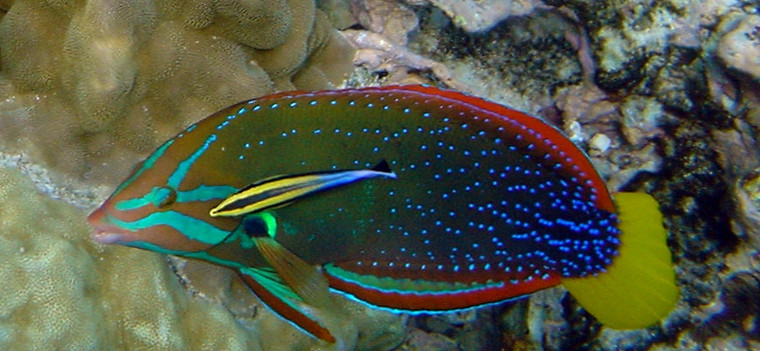 YELLOW TAIL WRASSE CORIS - medium