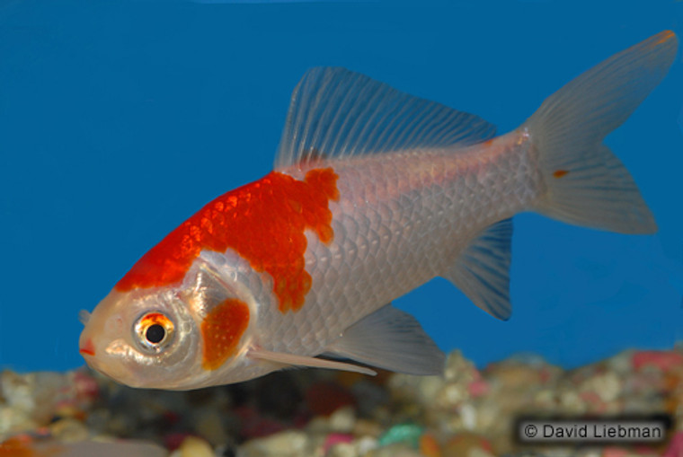 SARASA COMET GOLDFISH medium