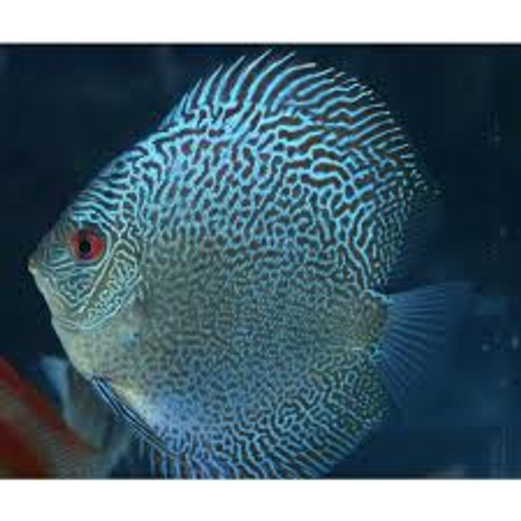 BLUE  SNAKESKIN DISCUS -small