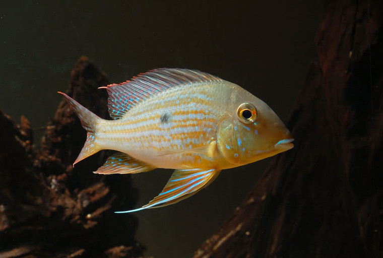 Geophagus altifrons areoes - Select size
