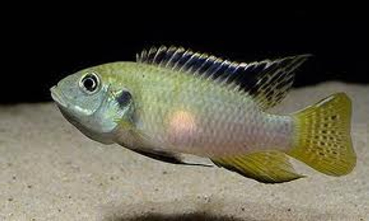Benitochromis nigrodorsalis - regular