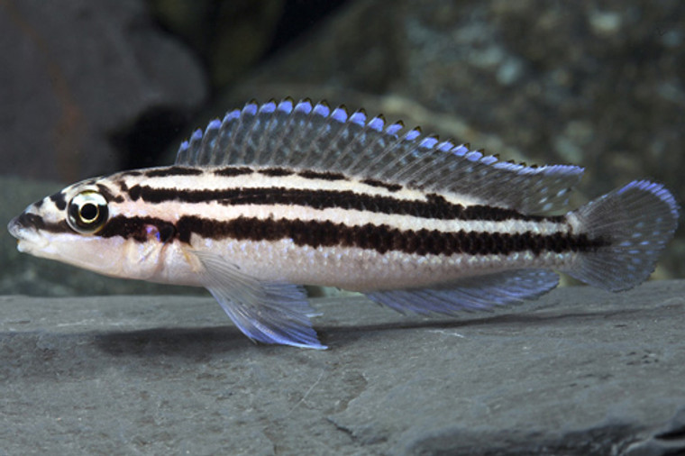 Julidochromis dickfeldi - regular