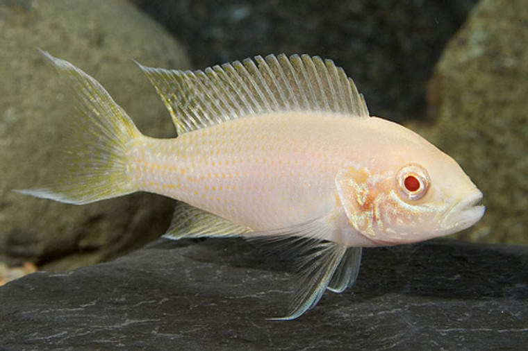 albino Neolamprologus brichardi - small