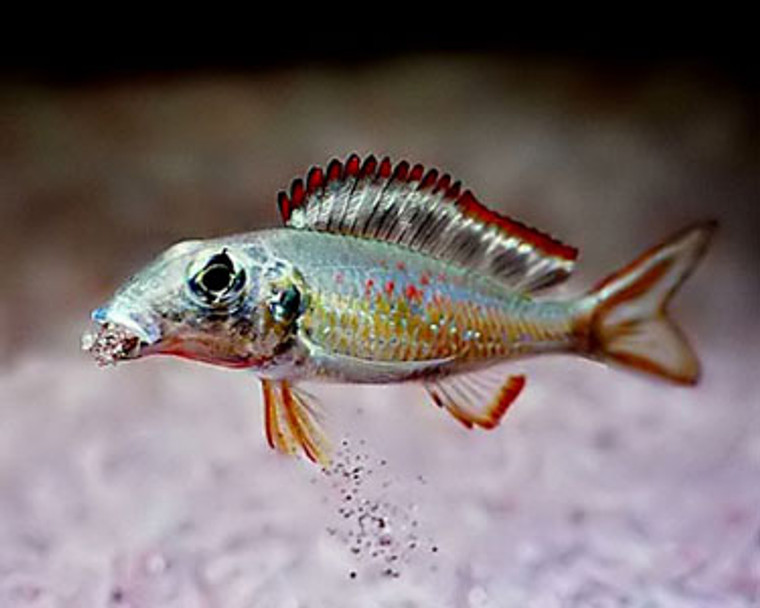 Callochromis pleurospilus - regular