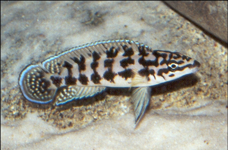 Julidochromis transcriptus - small