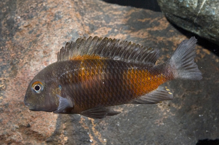 TROPHEUS MOORII "PINEAPPLE" - medium